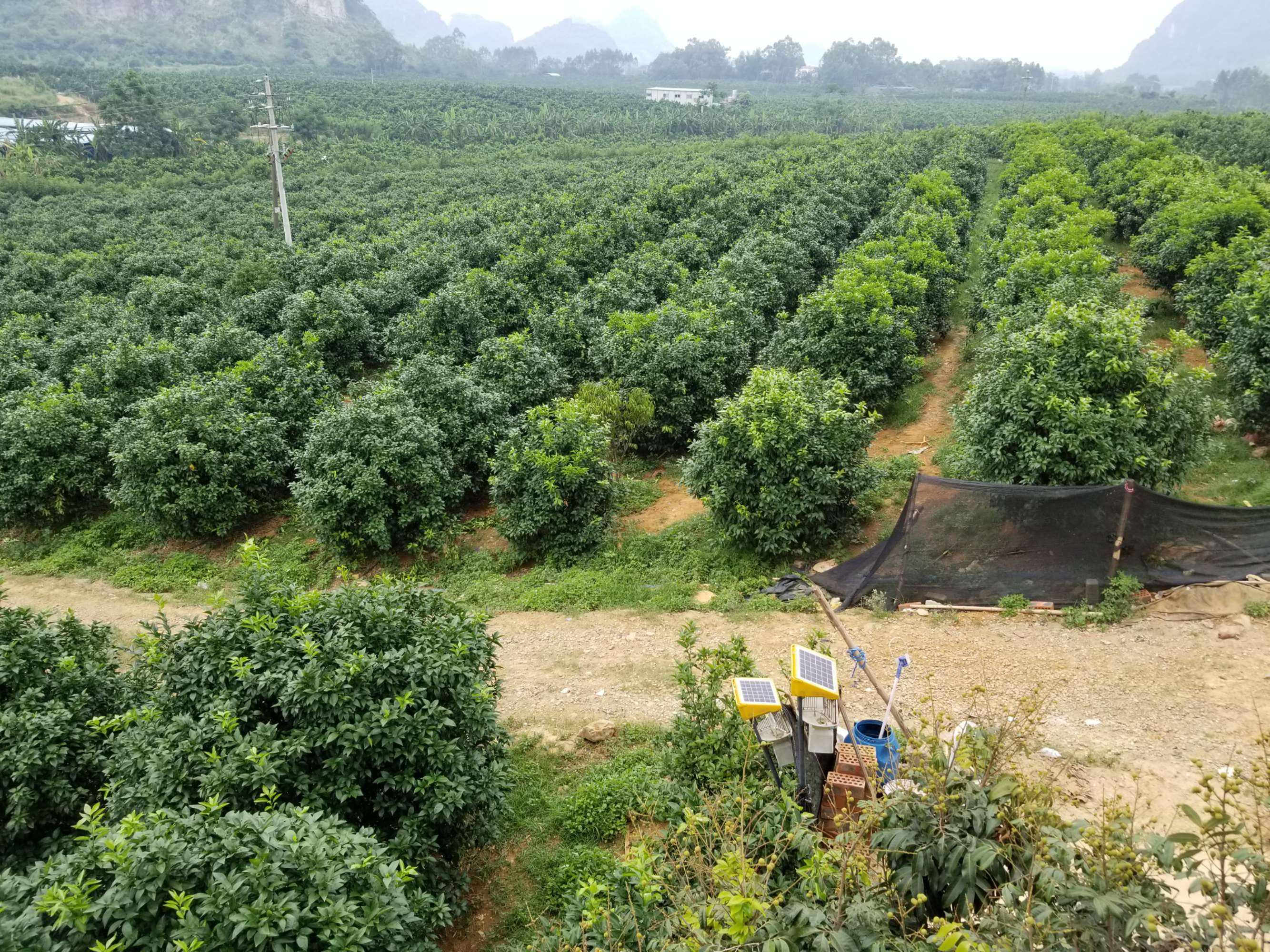 沃柑基肥,柑橘专用有机肥