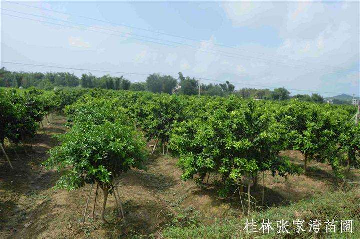砂糖橘种植技术,沙糖桔树种植方法