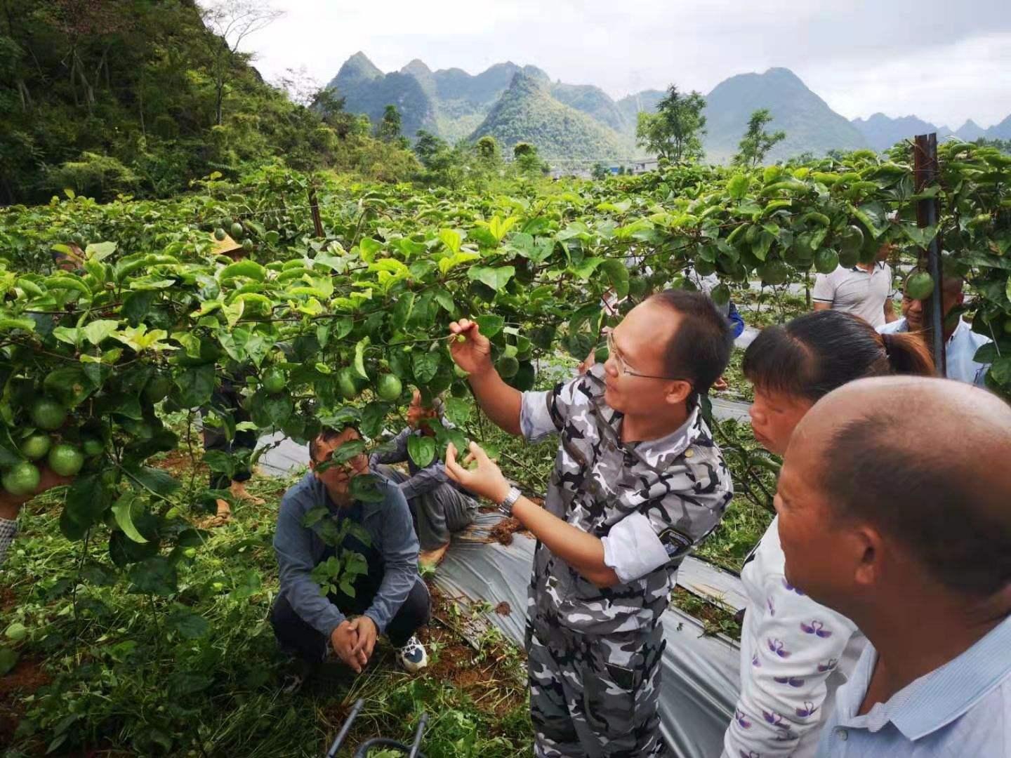 水果种植培训学校,湖北适合种什么水果树