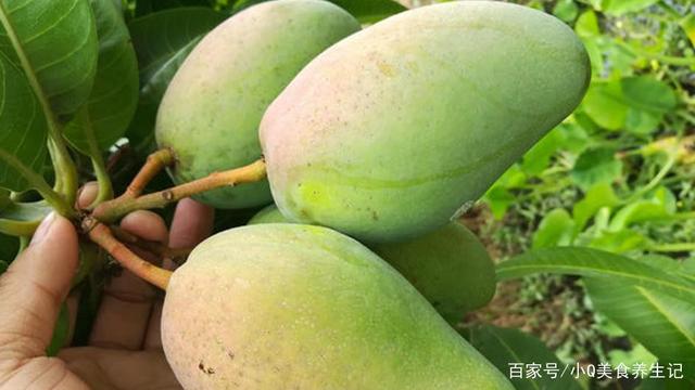 包含芒果是什么种类的水果的词条