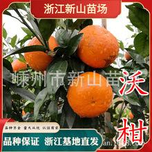 包含098沃柑苗哪里有卖的词条