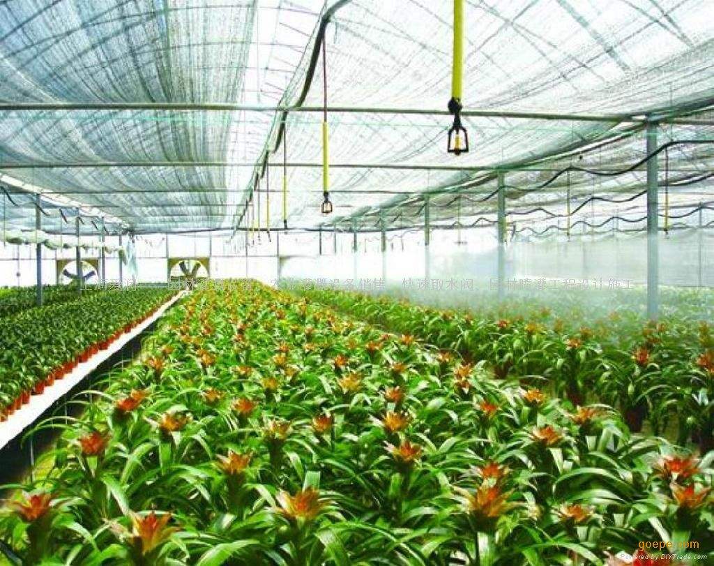 巨型水果种植,世界上有3000多种水果