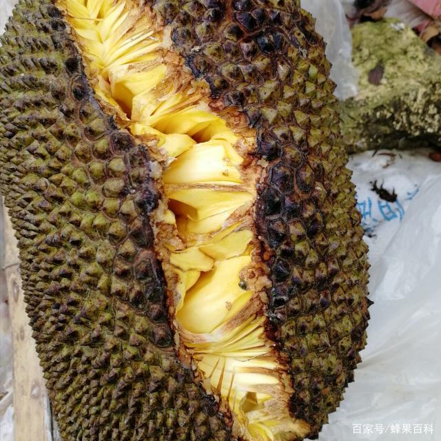 菠萝蜜忌,菠萝蜜的丝怎么吃法