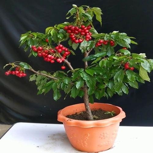 盆栽水果种植方法,盆栽苹果树怎么矮化