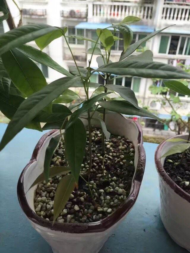 水果核种植,水果核吞下去了怎么办