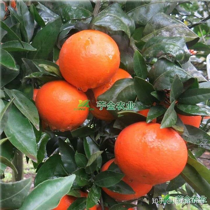 沃柑太多子,厕所苍蝇清除法农村