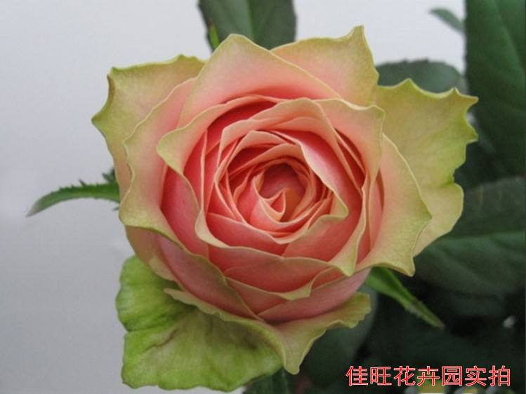 包含火龙果月季的词条