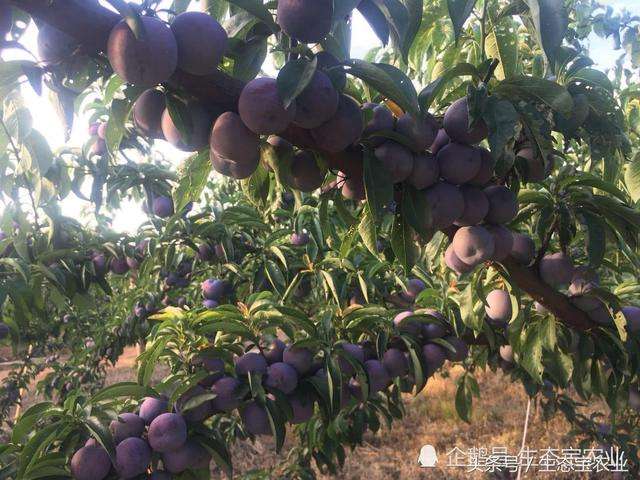 水果李子种植,李子栽培管理技术