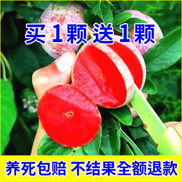 水果李子种植,李子栽培管理技术