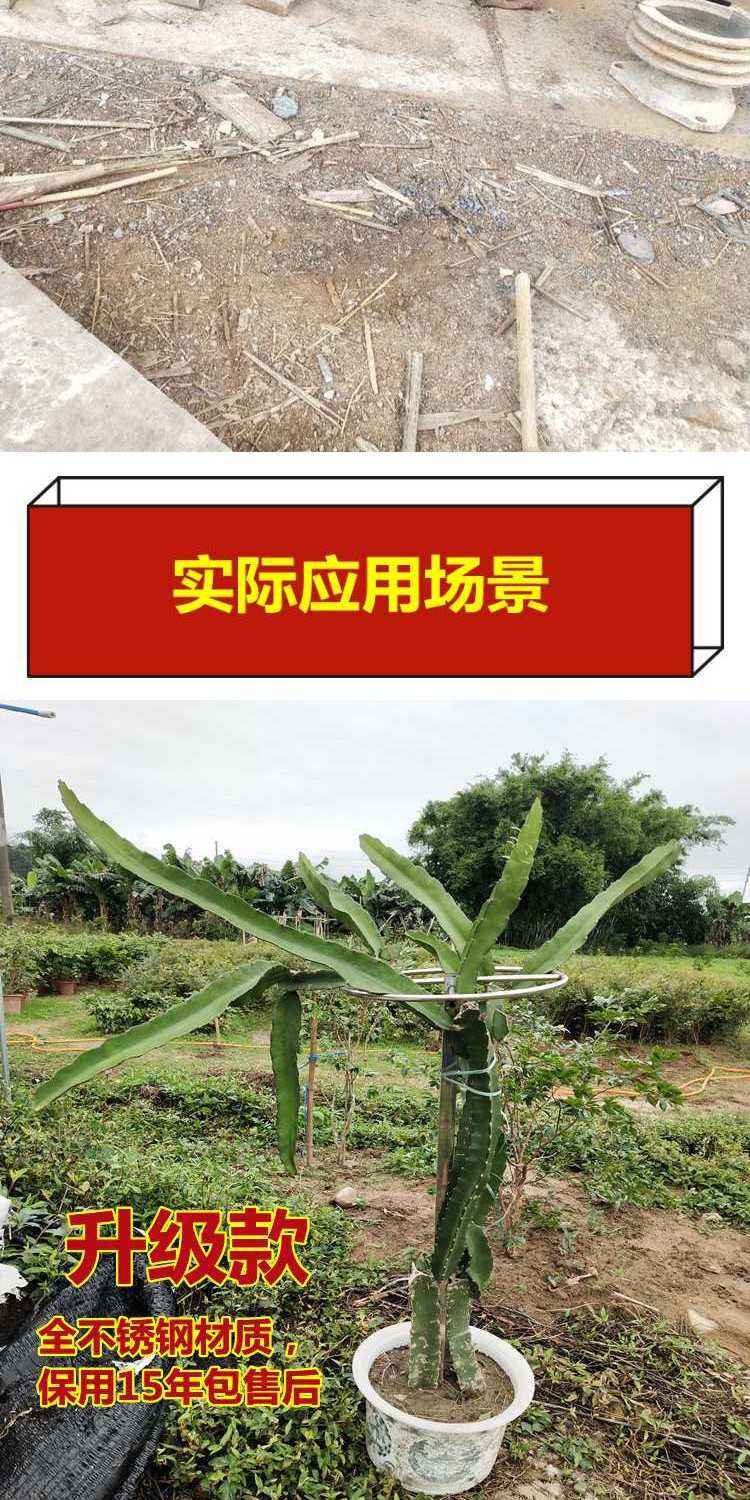 火龙果架子,种火龙果搭架子