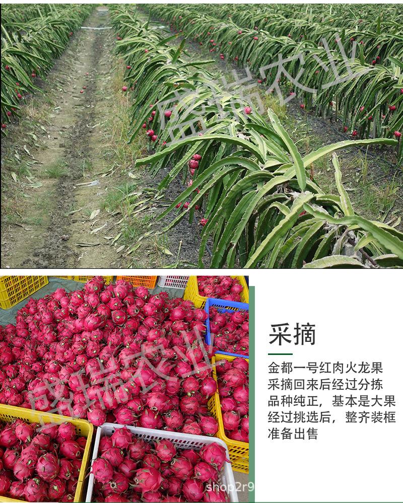 火龙果产地,火龙果原产于什么地区