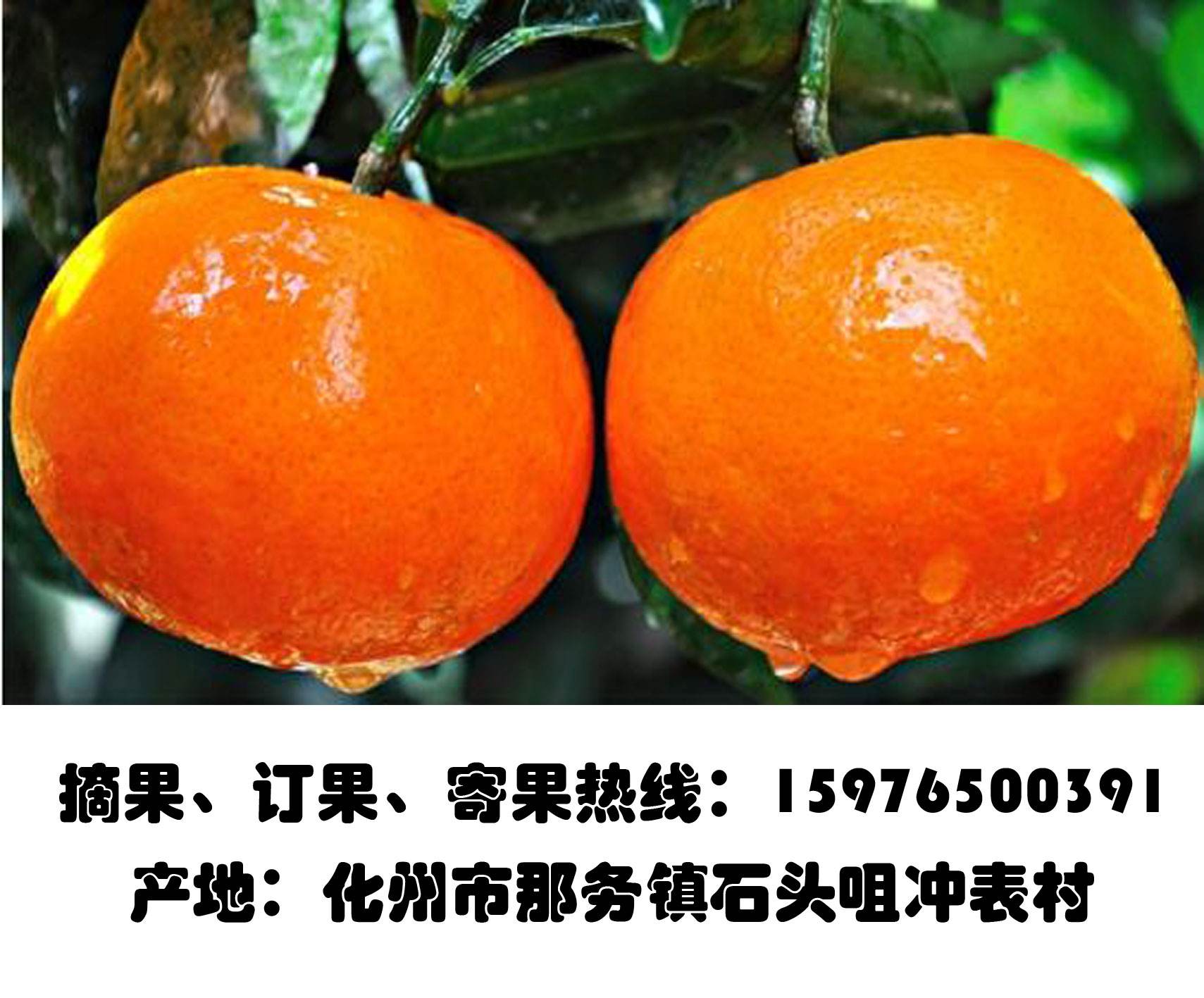 家乡的沃柑的简单介绍