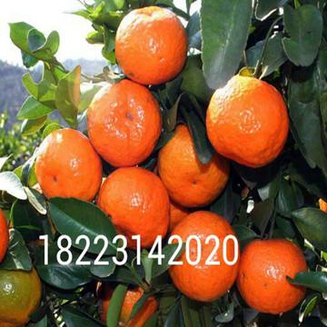 砂糖橘A果,砂糖橘四号果