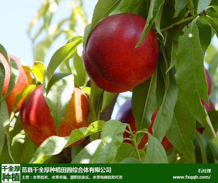 河南水果种植基地,河南适合种植什么水果