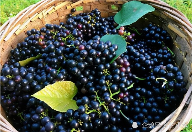 关于在农村种植水果有政府补贴吗的信息