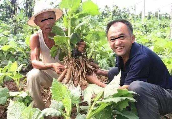 关于在农村种植水果有政府补贴吗的信息