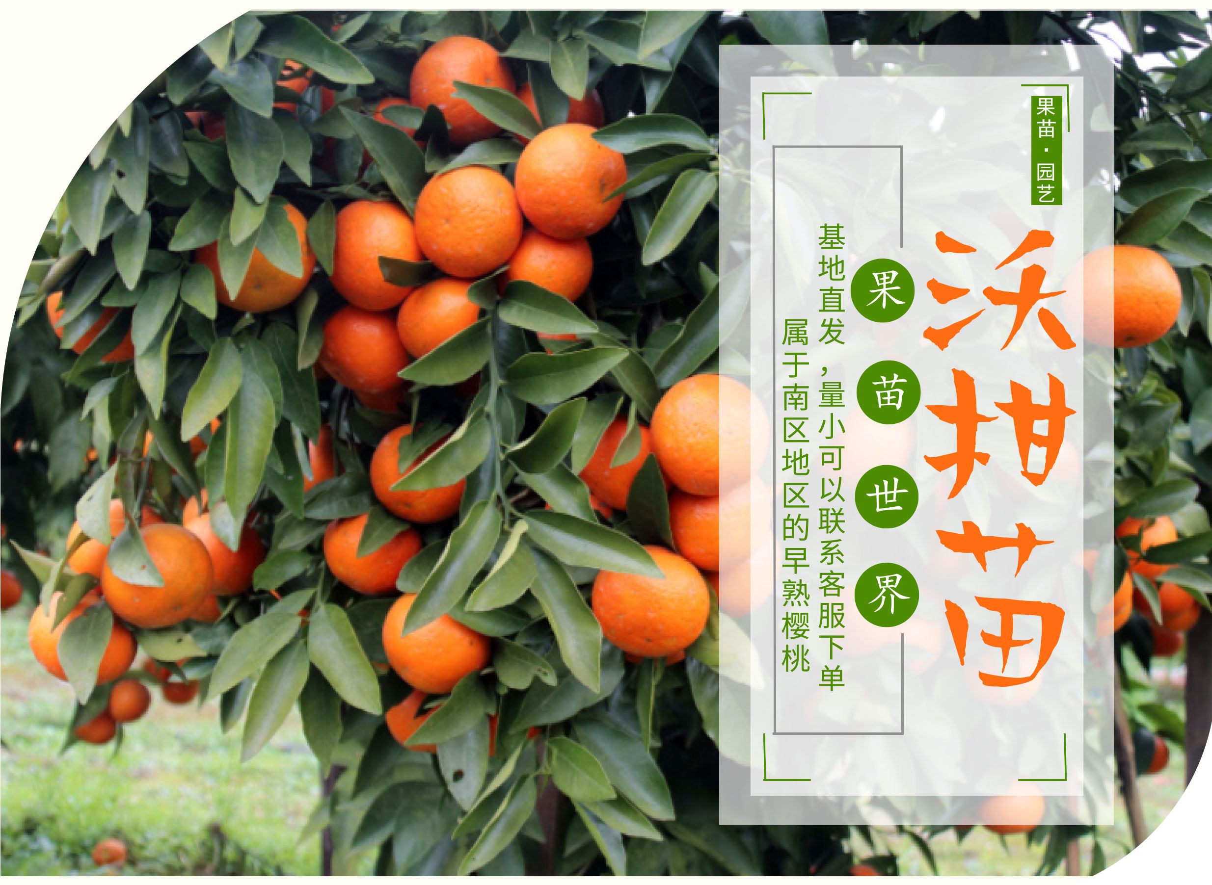 沃柑脱色,橘子皮上有红色药剂