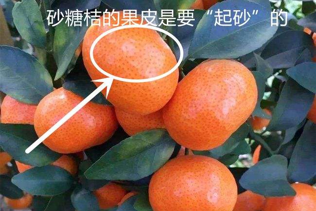砂糖橘有点,砂糖橘有种子吗