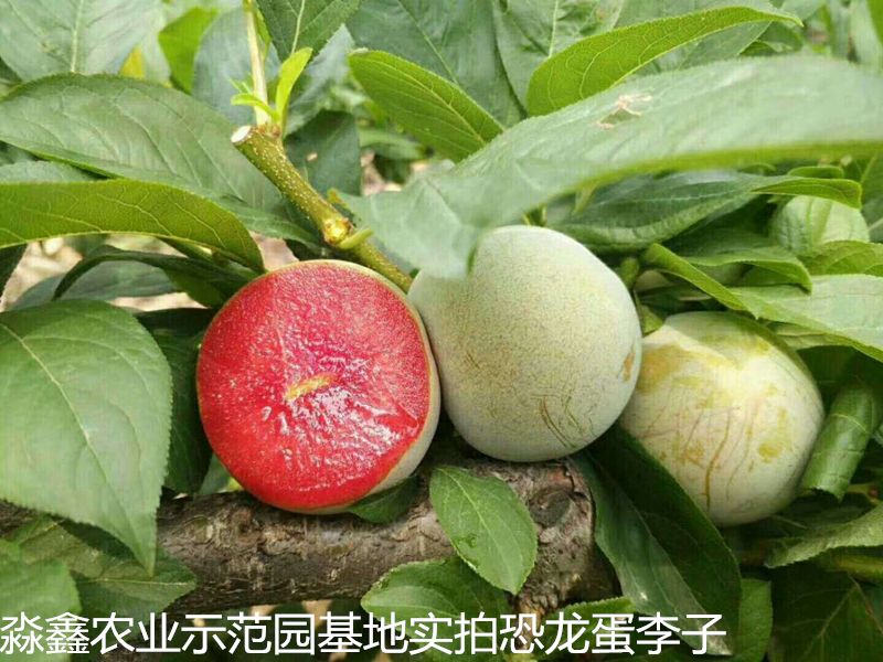 恐龙蛋水果,恐龙蛋水果功效