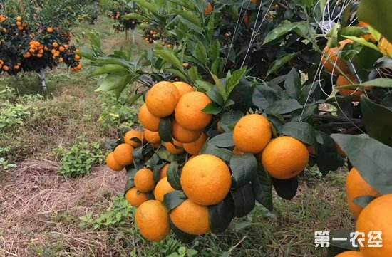 沃柑个小,沃柑大的好吃还是小的好吃
