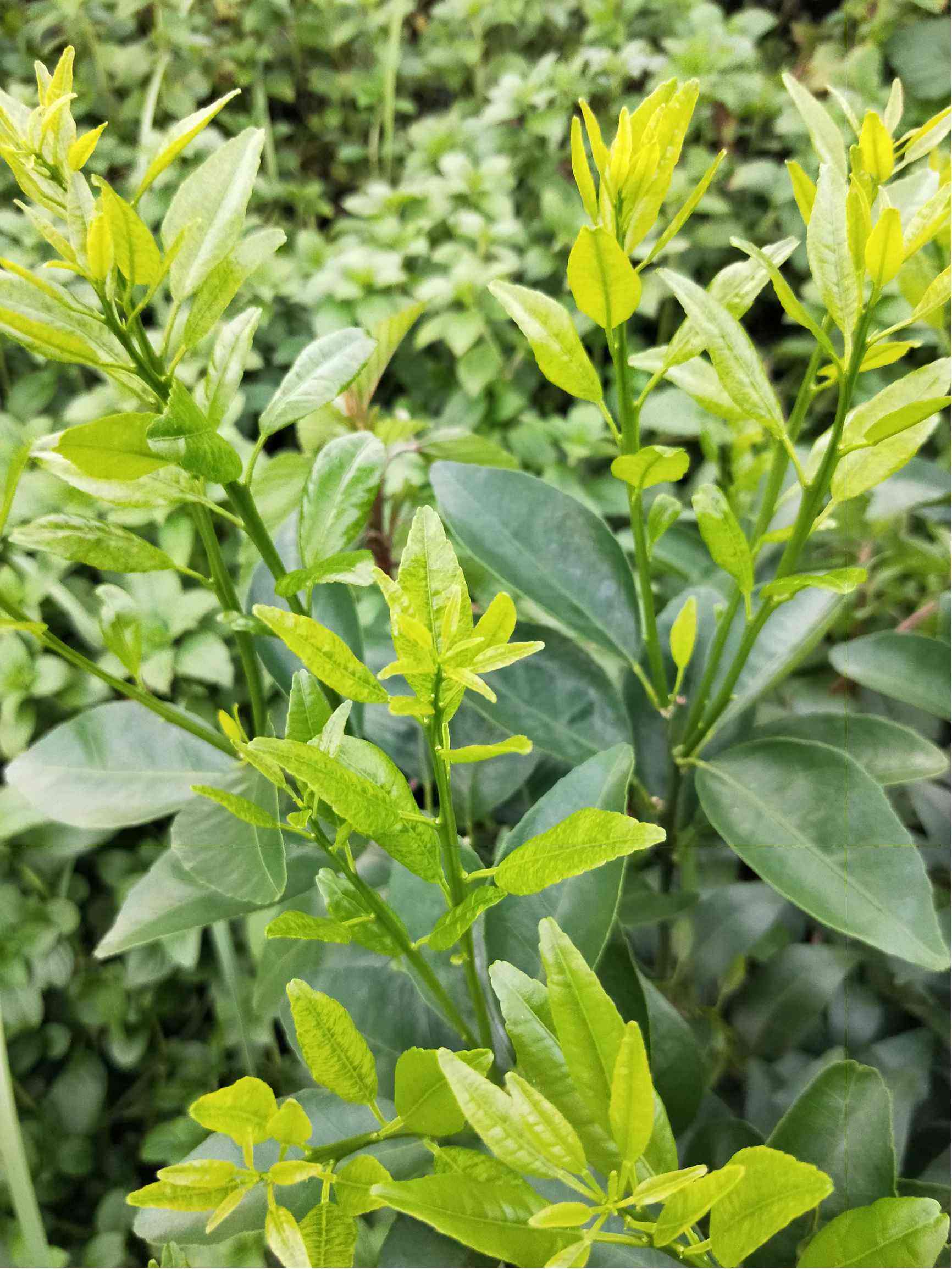 沃柑出梢,沃柑最忌讳的肥料