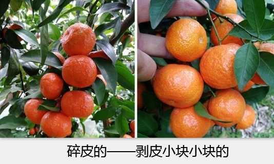 砂糖橘火烤,烤橘子怎么烤