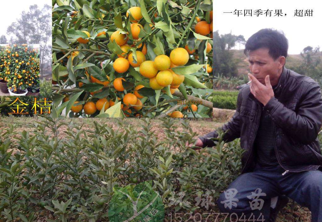 砂糖橘催红素,柑橘催红素几月份打