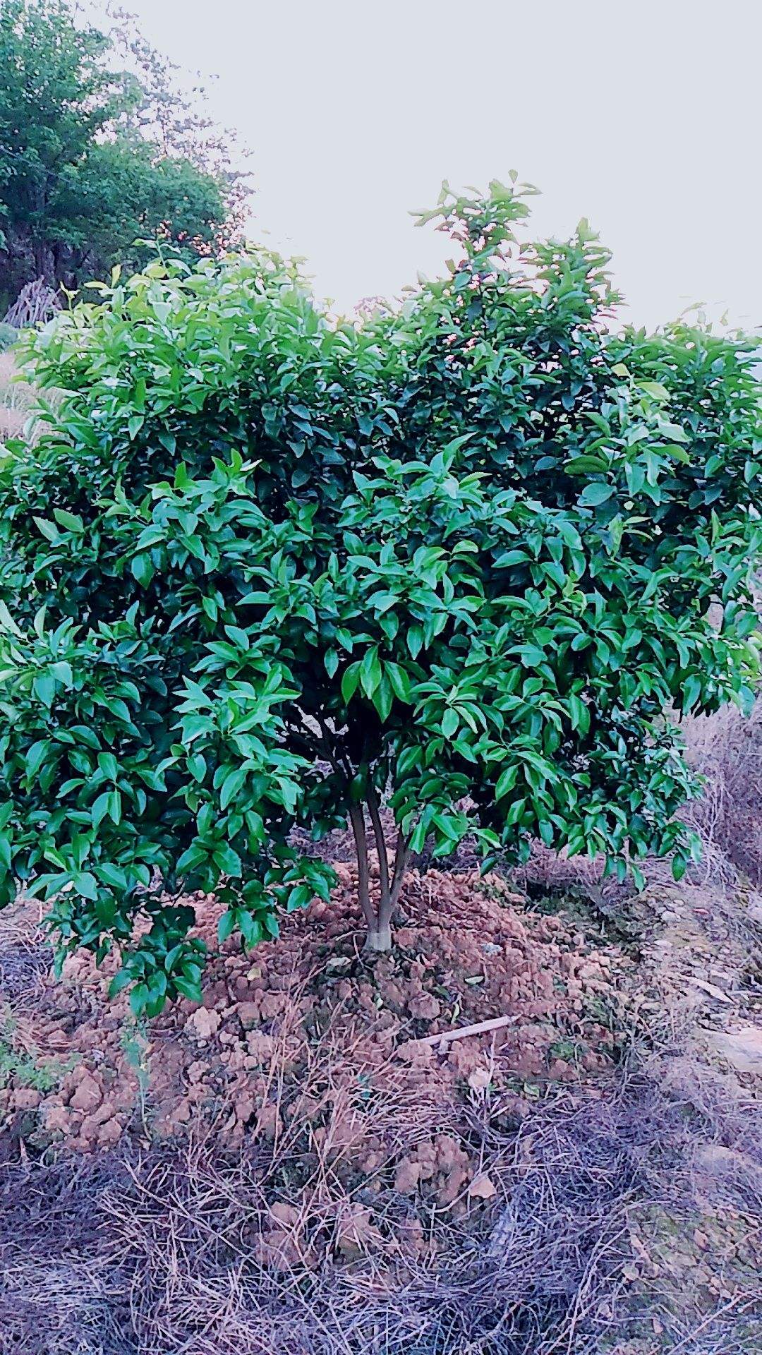 砂糖橘老树,砂糖橘树盆栽好吗
