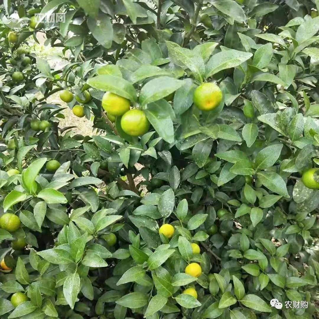 砂糖橘老树,砂糖橘树盆栽好吗