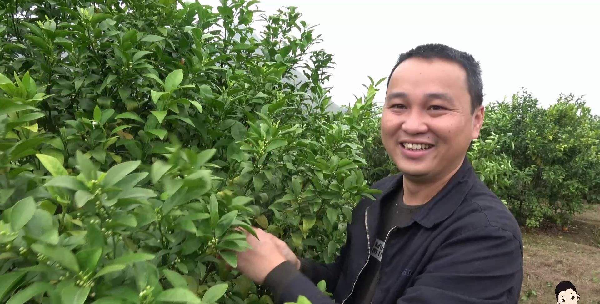 沃柑幼树修剪,沃柑采摘后的修剪