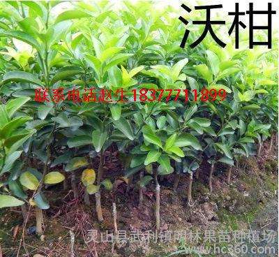 沃柑幼树修剪,沃柑采摘后的修剪