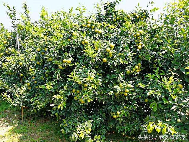沃柑种植气候,沃柑的种植气候要求