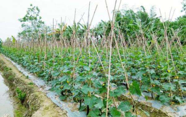 水果黄瓜露地种植方法,露天黄瓜种植技术与管理方法