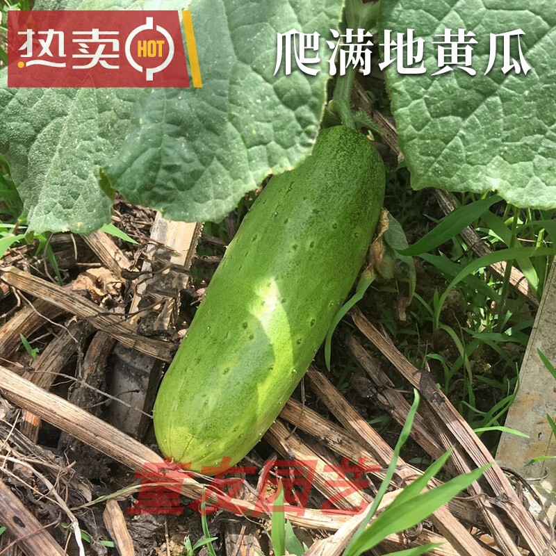 水果黄瓜露地种植方法,露天黄瓜种植技术与管理方法