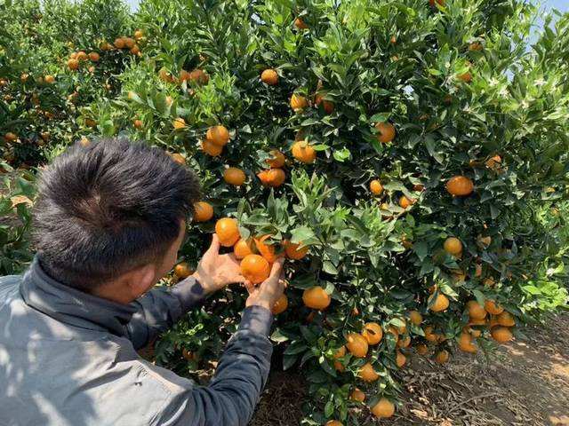 沃柑哪个地方的,沃柑哪里的最正宗