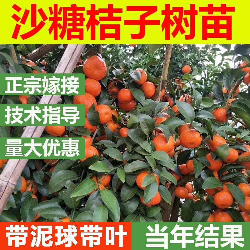早熟砂糖橘,金秋砂糖桔的缺点
