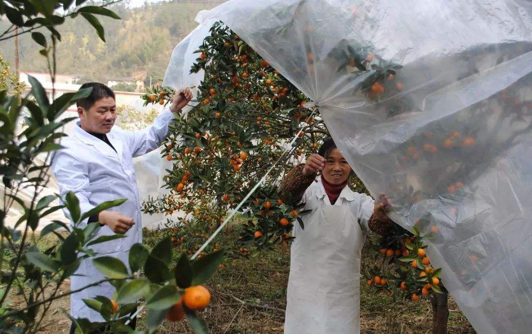 砂糖橘受冻,砂糖橘吃多了会喉咙干吗