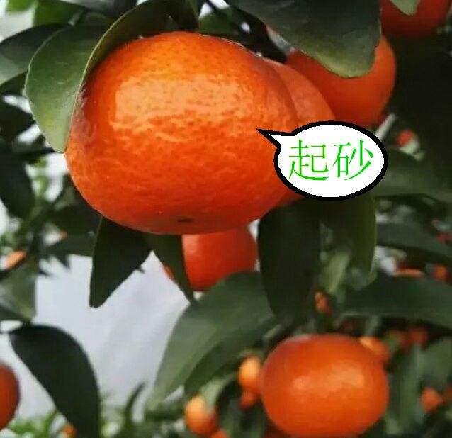 砂糖橘受冻,砂糖橘吃多了会喉咙干吗