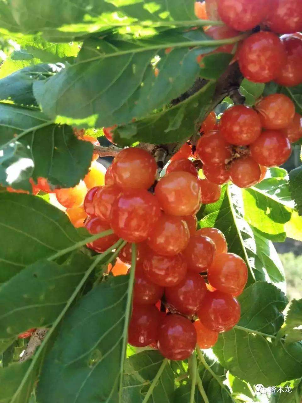 关于三月种植的水果有哪些的信息