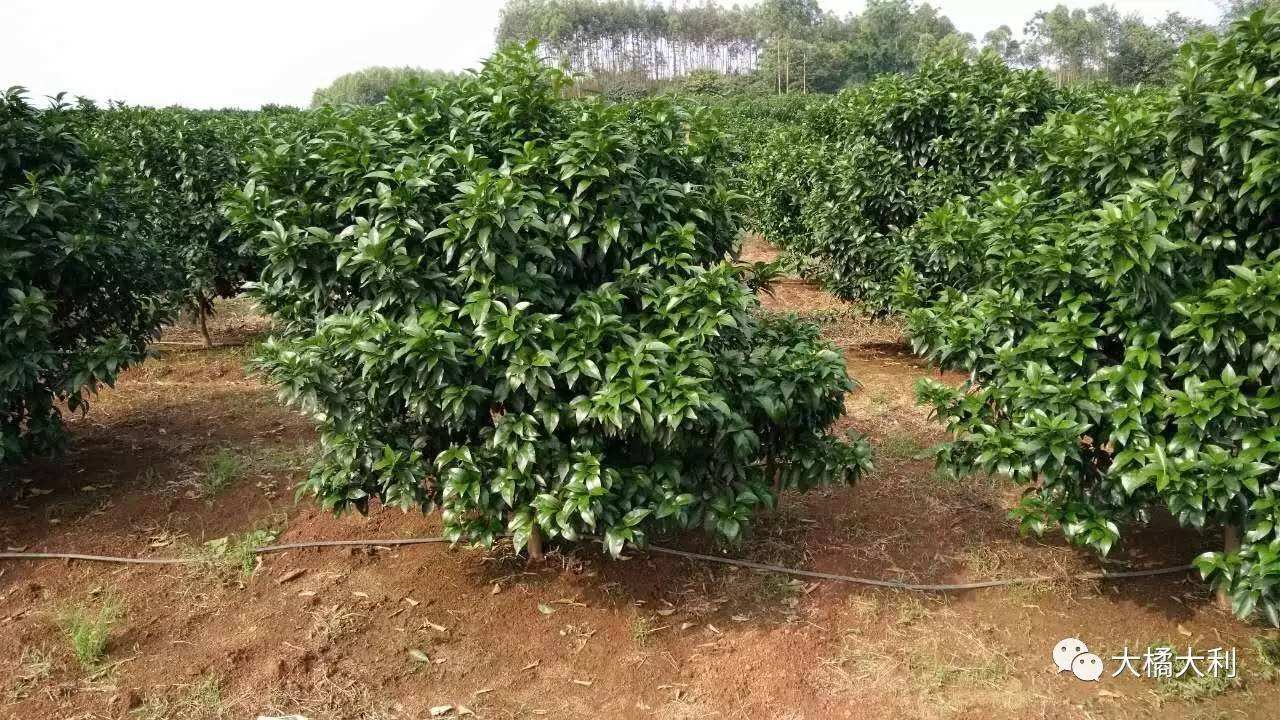 沃柑栽培,沃柑高产种植方法