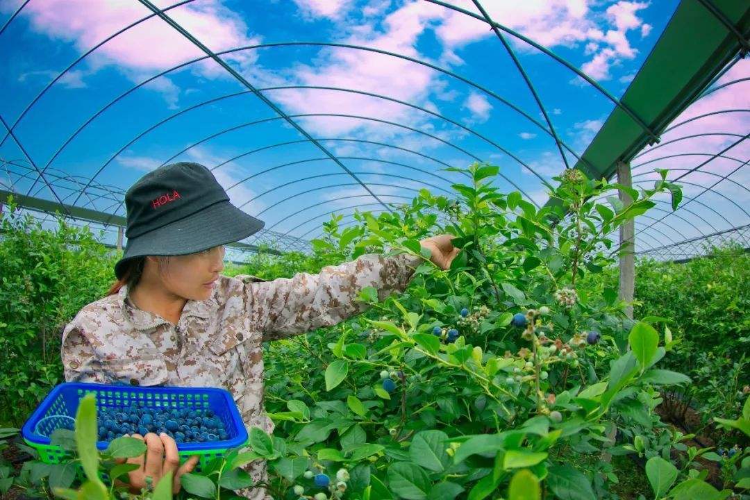 种植水果招募,高山种植什么水果最好