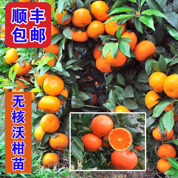 无核沃柑的简单介绍