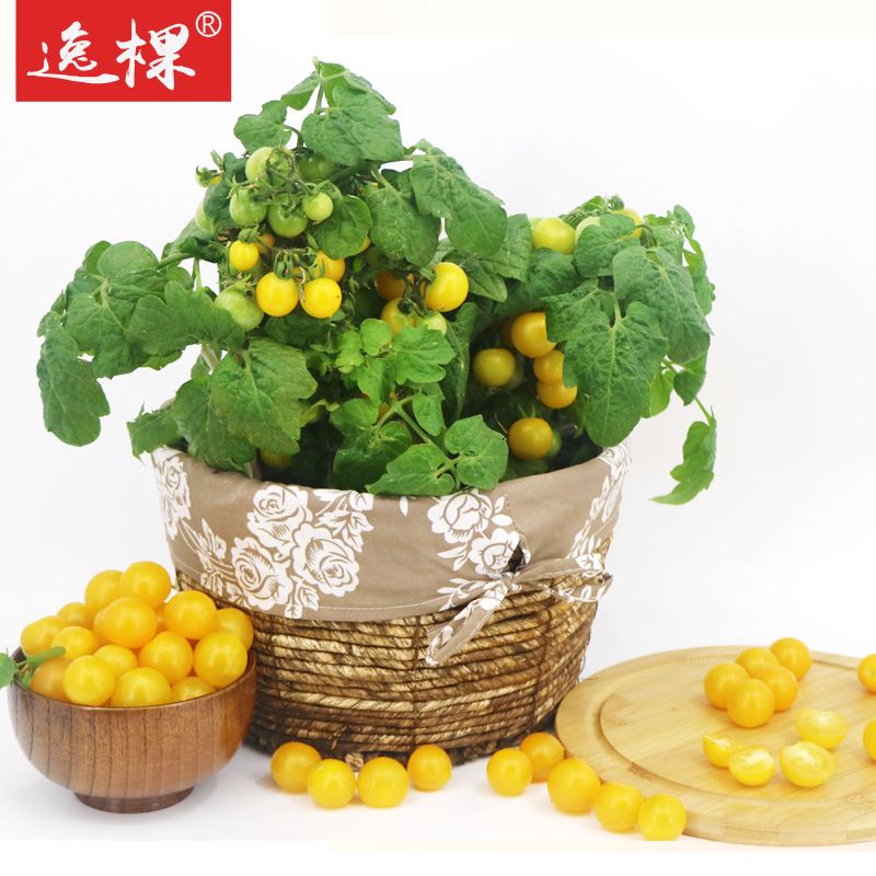 阳台水果,阳台水果植物推荐