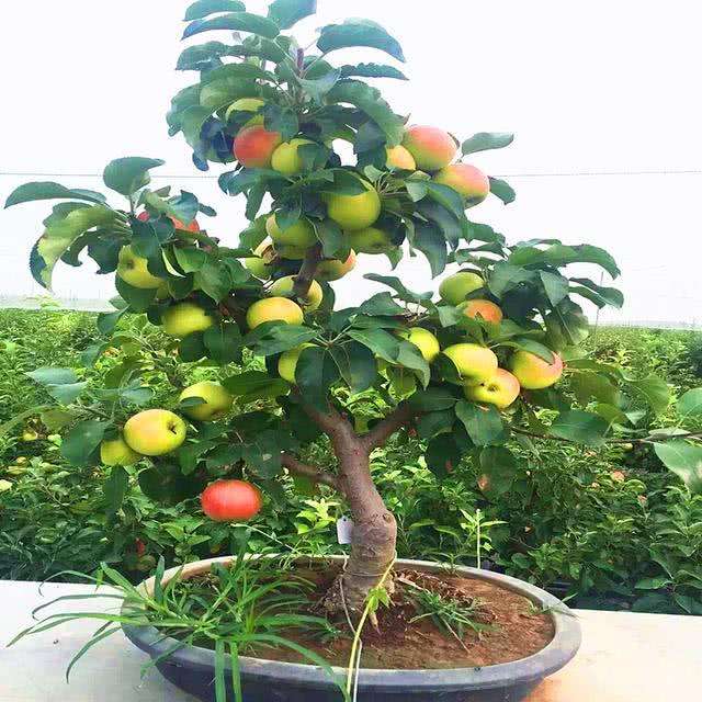 阳台水果,阳台水果植物推荐