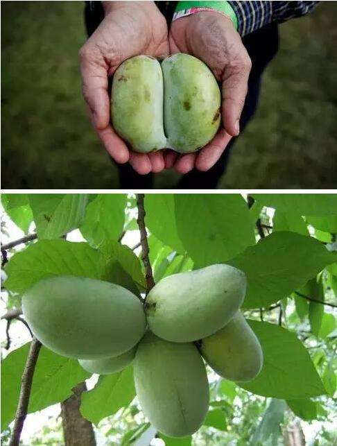 全世界有多少种类水果,世界水果大全1000种