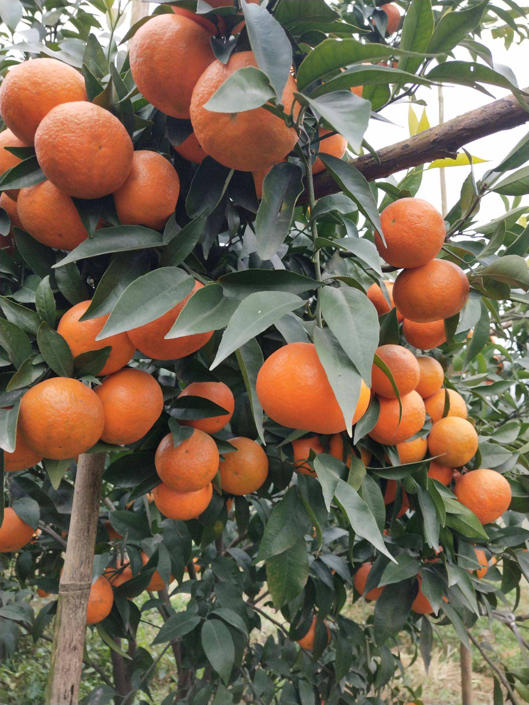 沃柑季节,什么季节吃沃柑比较好
