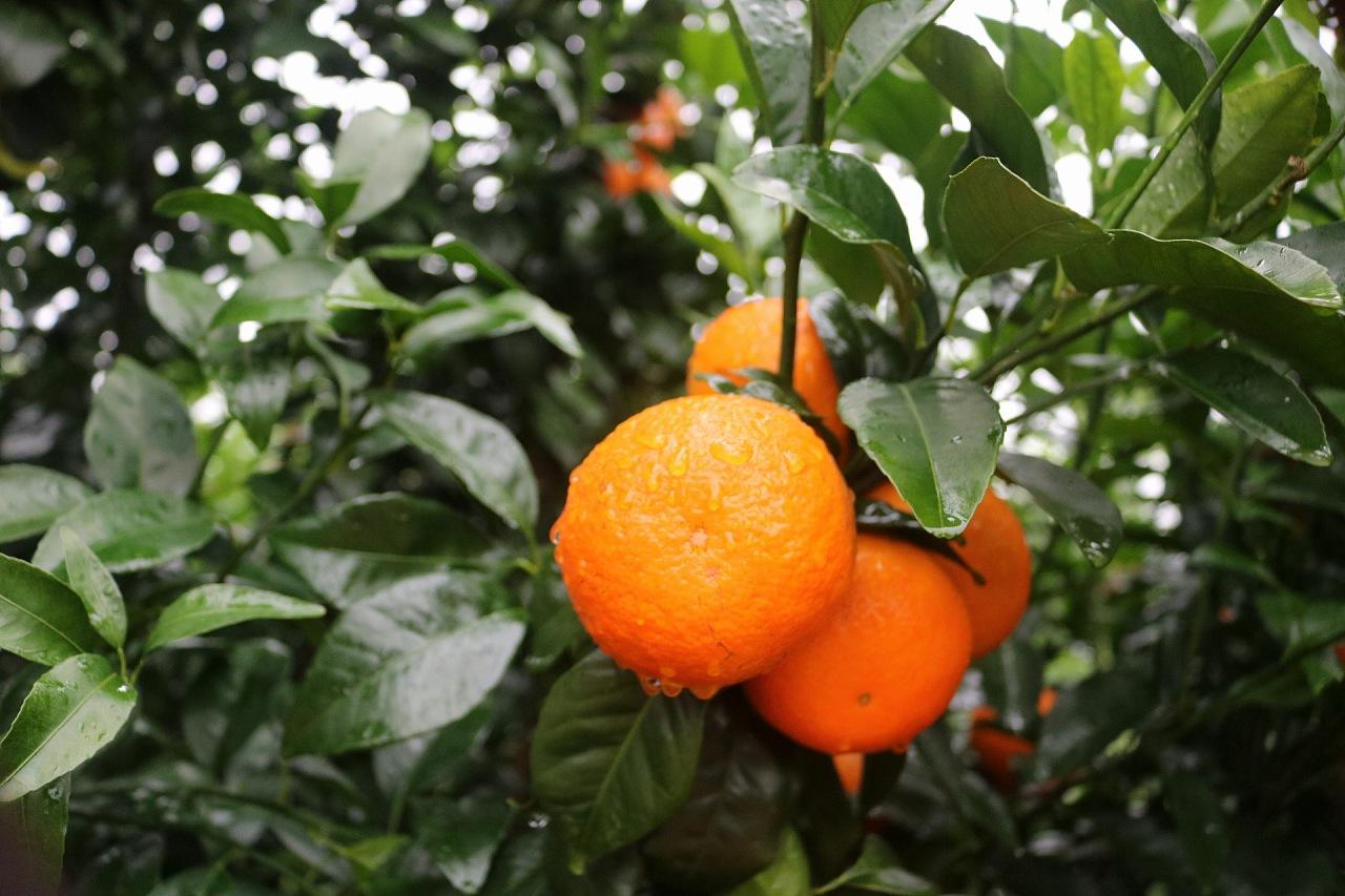 沃柑季节,什么季节吃沃柑比较好