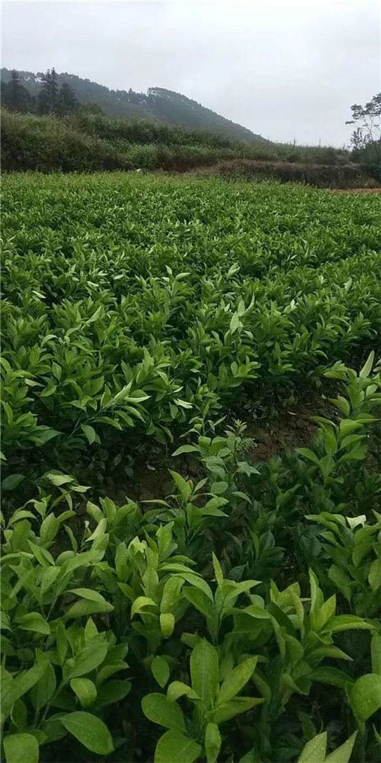 无籽沃柑种苗,无籽沃柑的缺点