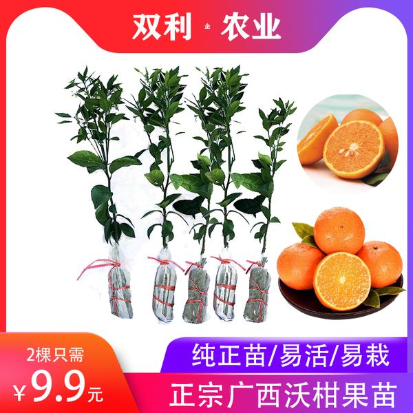 无籽沃柑种苗,无籽沃柑的缺点