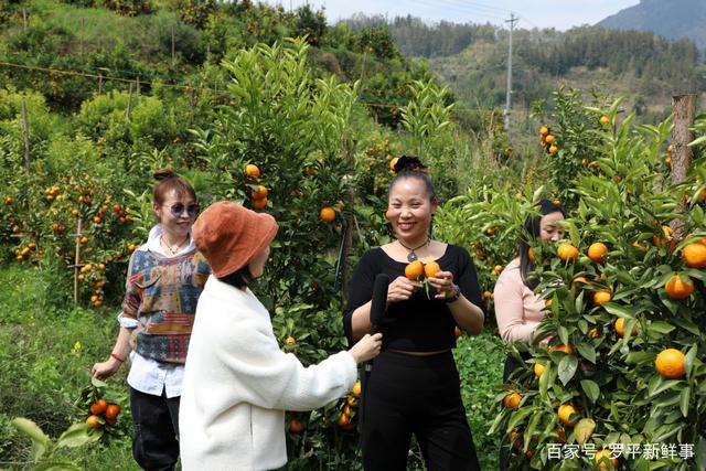 沃柑采摘,沃柑的采摘季节